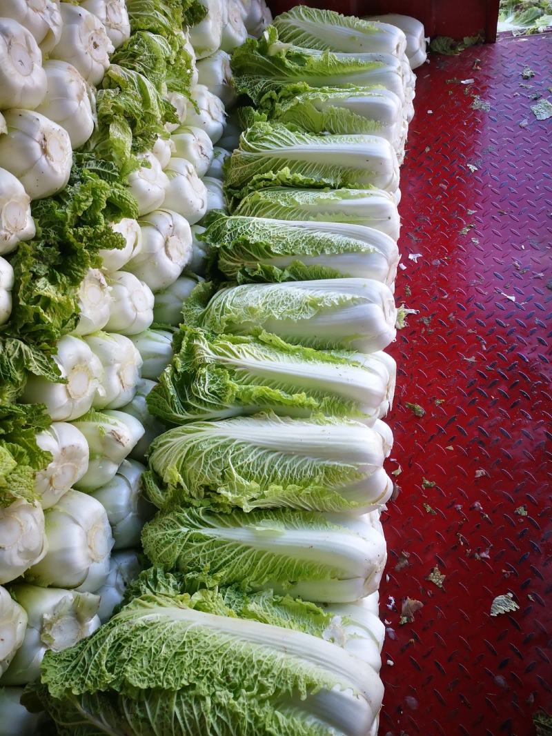 北京新三号大白菜净菜有需要的联系我