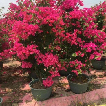 高度2米四季红三角梅同安红三角梅红色叶子花九重葛