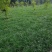 麦冬，麦冬草，四川麦冬价格，成都麦冬批发，温江麦冬基地