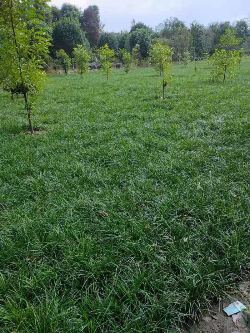 麦冬，麦冬草，四川麦冬价格，成都麦冬批发，温江麦冬基地