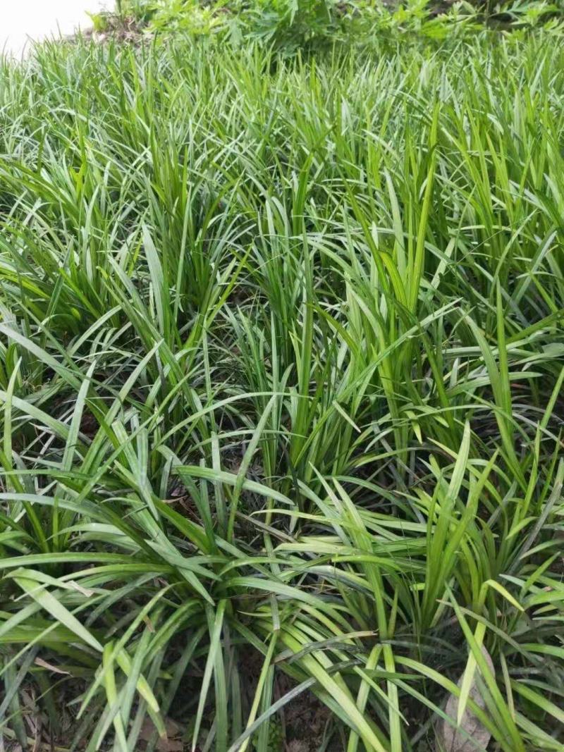麦冬，麦冬草，四川麦冬价格，成都麦冬批发，温江麦冬基地