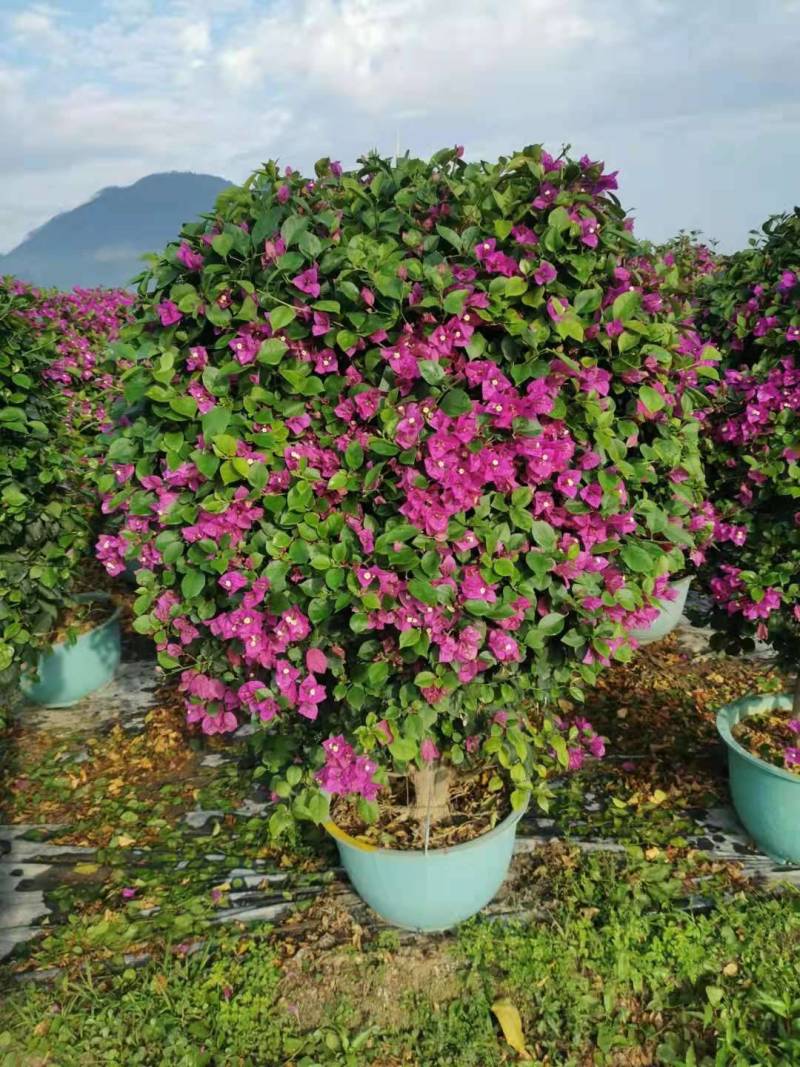 高度2米四季红三角梅同安红三角梅红色叶子花九重葛