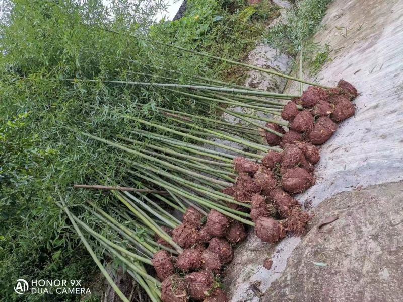 重庆巴南区楠竹基地批发产量大价格美丽服务好