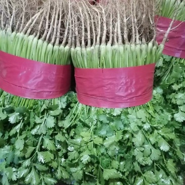 精品香菜