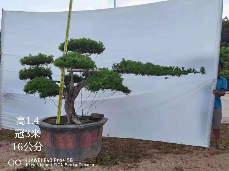 高度2米造型罗汉松罗汉松盆景进口罗汉松斜飘罗汉松