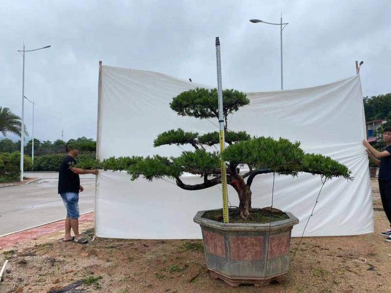 高度2米造型罗汉松罗汉松盆景进口罗汉松斜飘罗汉松