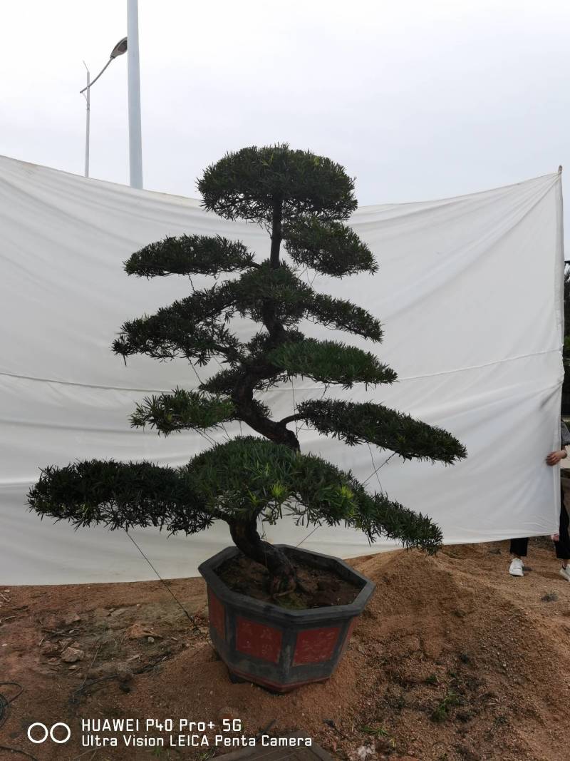 高度2米造型罗汉松罗汉松盆景进口罗汉松斜飘罗汉松