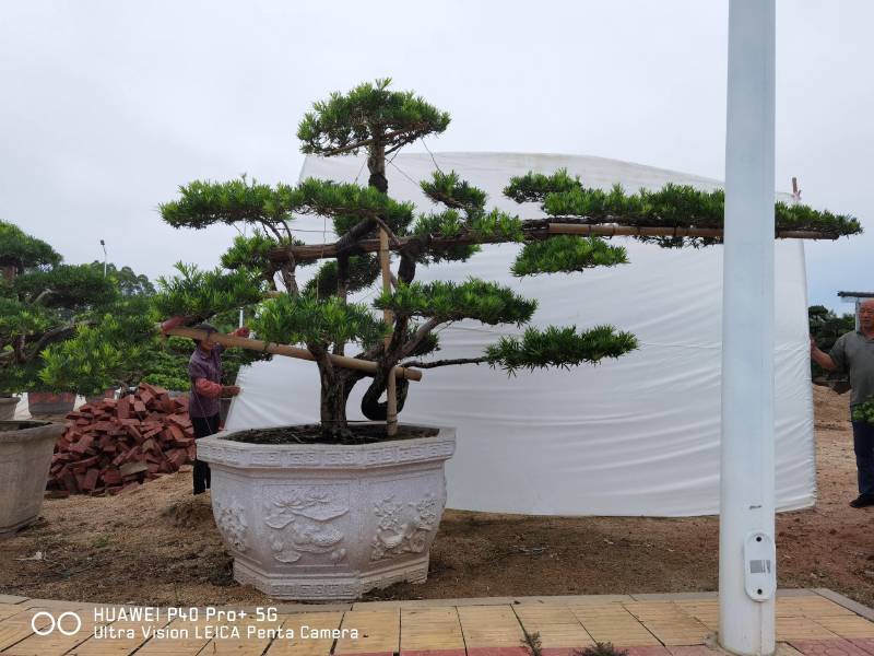 高度2米造型罗汉松罗汉松盆景进口罗汉松斜飘罗汉松