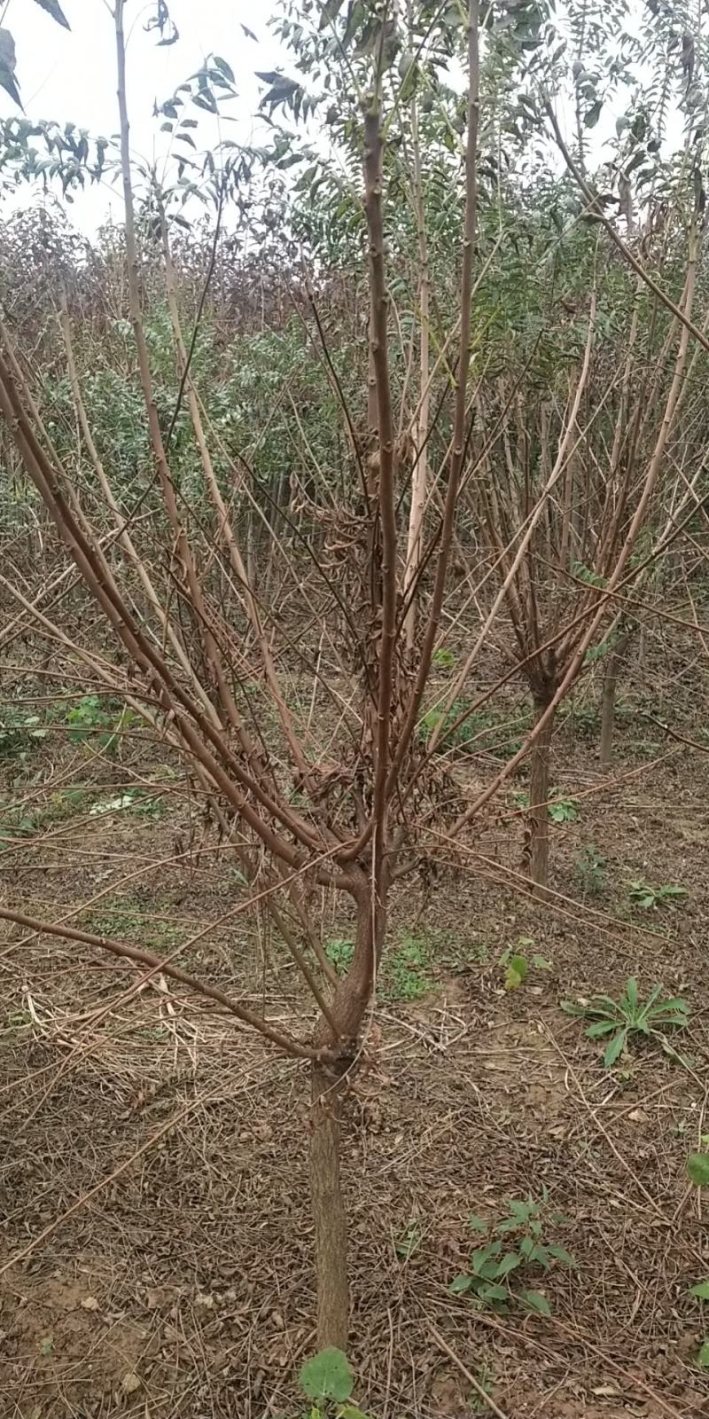 油用文冠果苗大量上货中