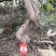 河南封丘四季树形金银花（汇丰一号）苗，正在大量出售