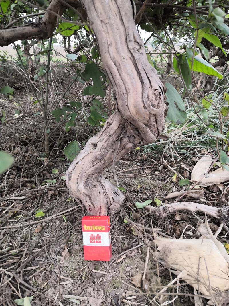 河南封丘四季树形金银花（汇丰一号）苗，正在大量出售