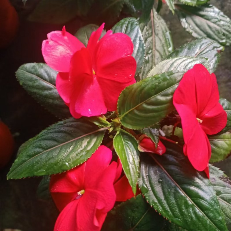 凤仙花，山东青州，基地发货，物流直发，欢迎选购