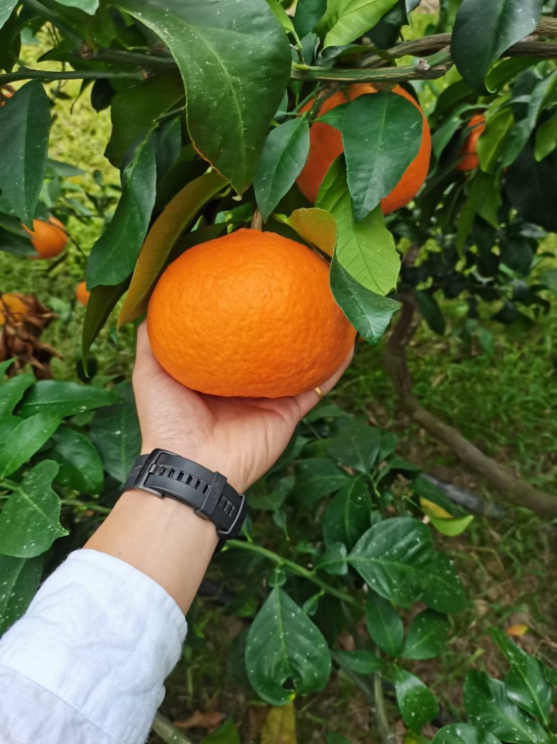 爱媛28号柑橘枝条，红美人枝条，芽眼饱满，养分足