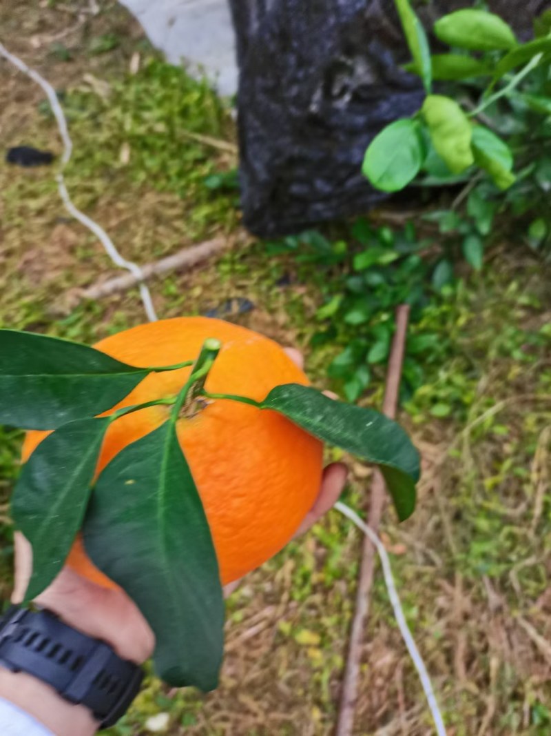 爱媛28号柑橘枝条，红美人枝条，芽眼饱满，养分足
