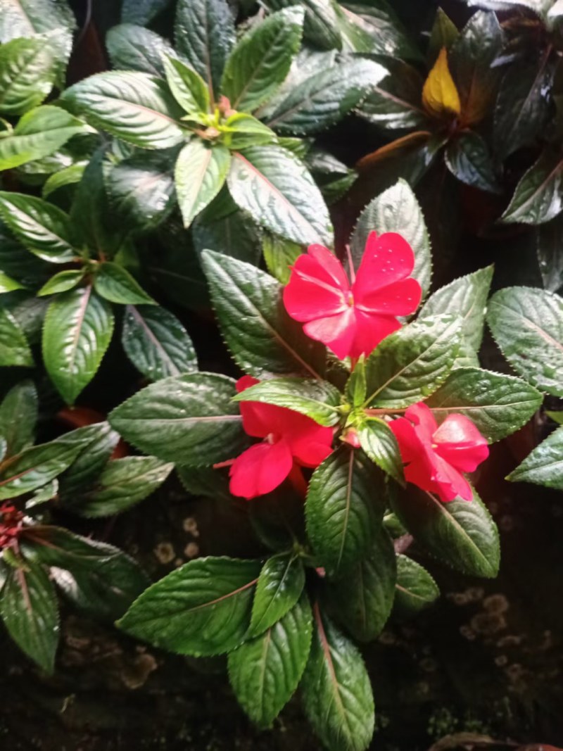 凤仙花，山东青州，基地发货，物流直发，欢迎选购