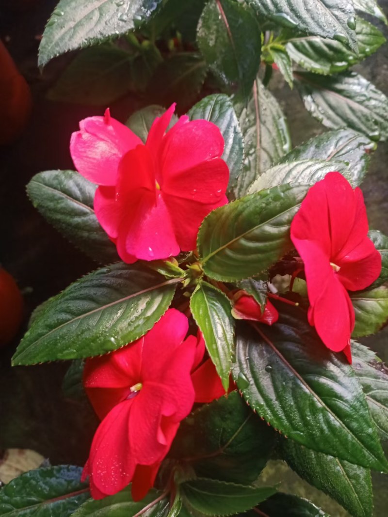 凤仙花，山东青州，基地发货，物流直发，欢迎选购