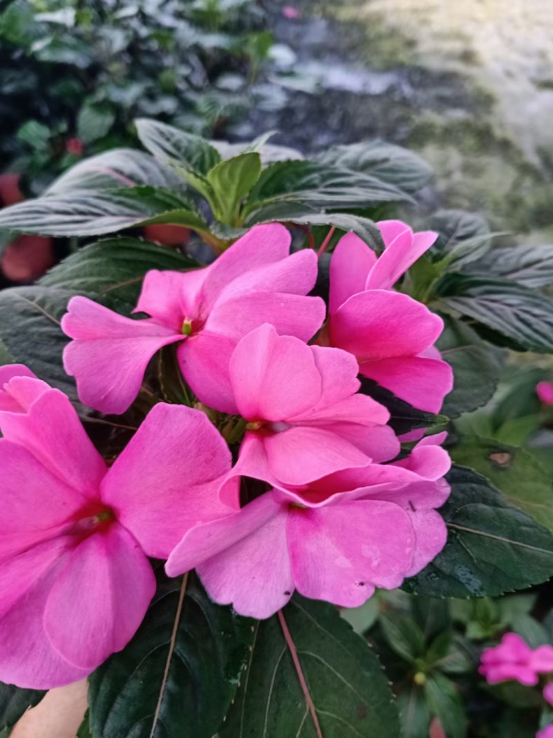 凤仙花，山东青州，基地发货，物流直发，欢迎选购
