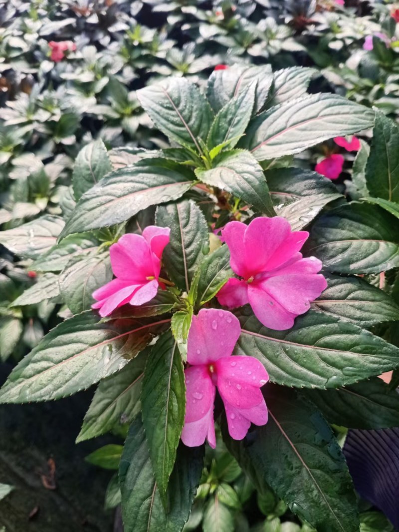 凤仙花，山东青州，基地发货，物流直发，欢迎选购