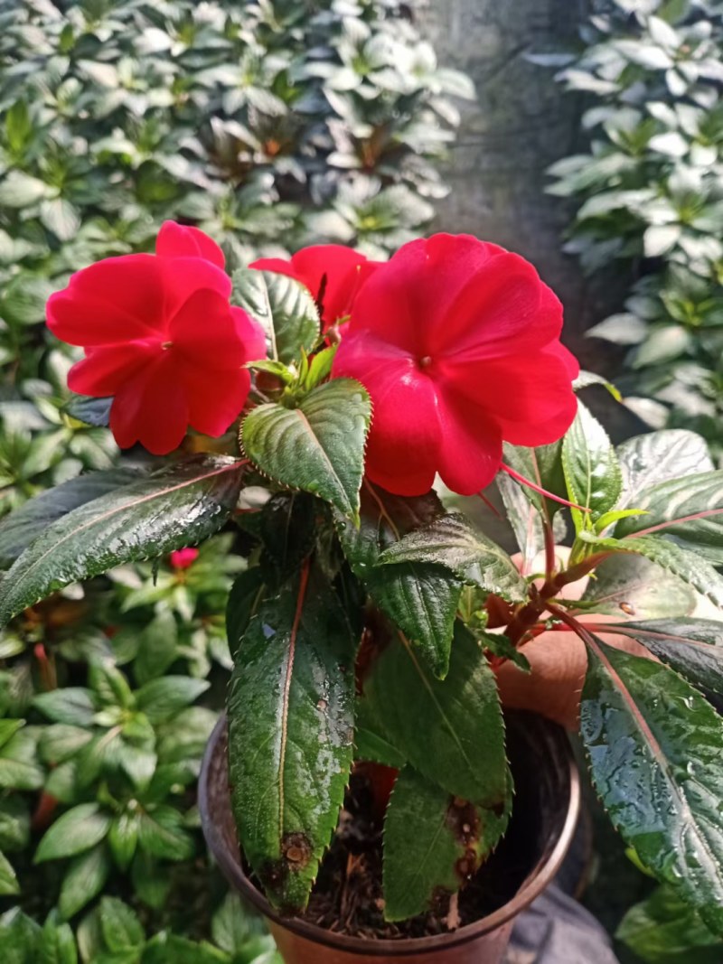 凤仙花，山东青州，基地发货，物流直发，欢迎选购