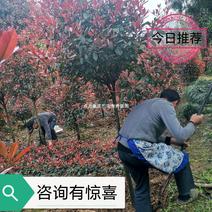 重庆巴南区红叶石楠树大量批发价格美丽质量好