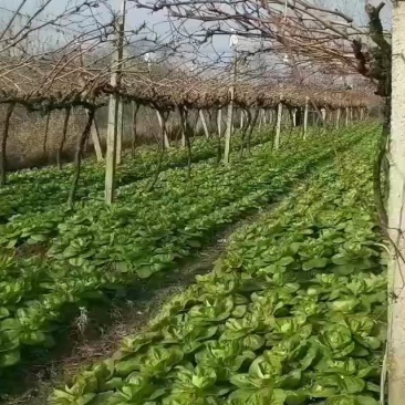 矮将军青菜