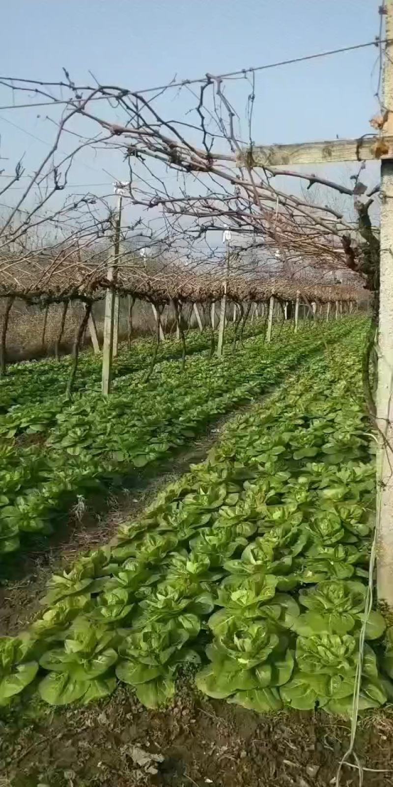 矮将军青菜
