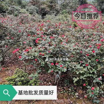 重庆巴南区赚宝苗圃月季量大价格美丽欢迎选购