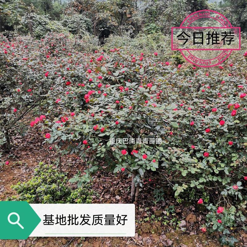 重庆巴南区赚宝苗圃月季量大价格美丽欢迎选购