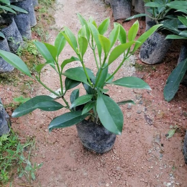 七斤袋非洲茉莉四芽以上种苗田头价，大量现货