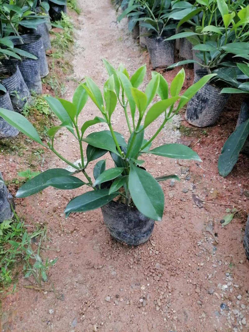 七斤袋非洲茉莉四芽以上种苗田头价，大量现货