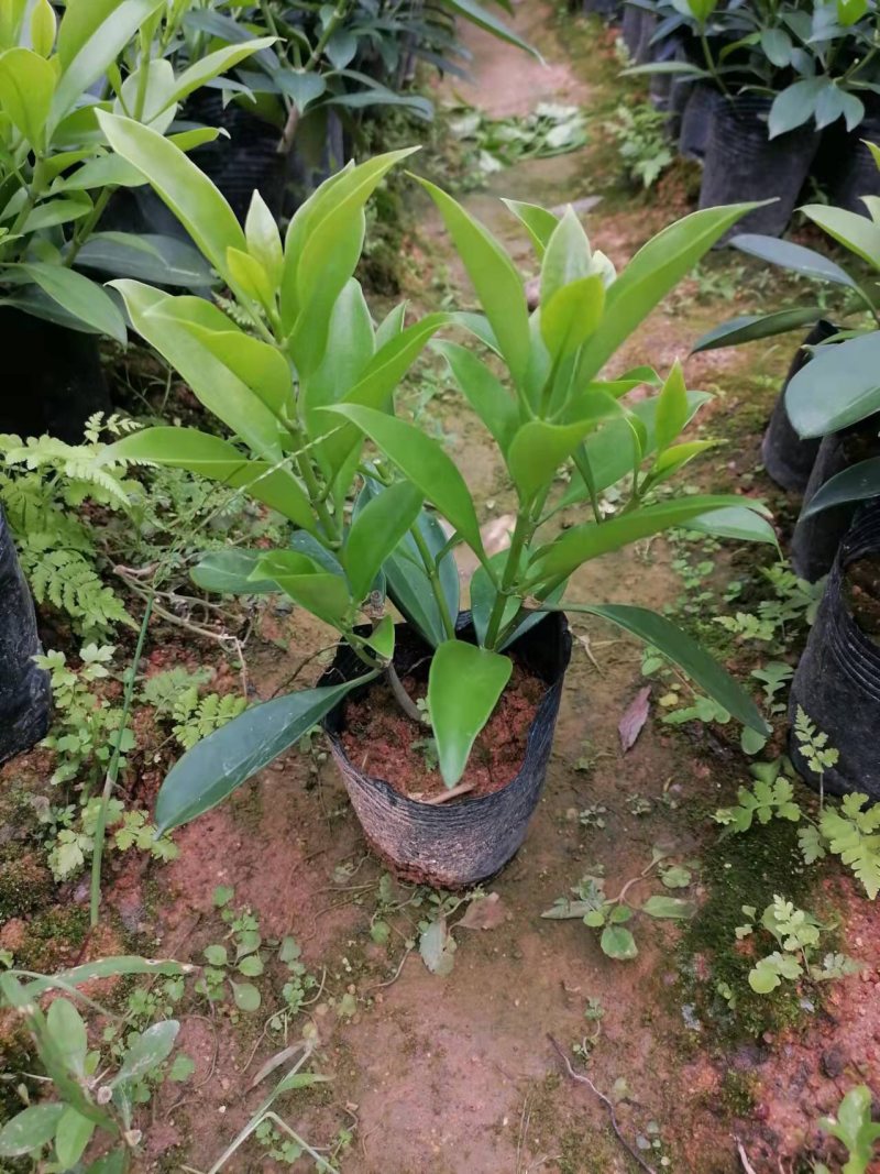 七斤袋非洲茉莉四芽以上种苗田头价，大量现货
