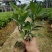 七斤袋非洲茉莉四芽以上种苗田头价，大量现货