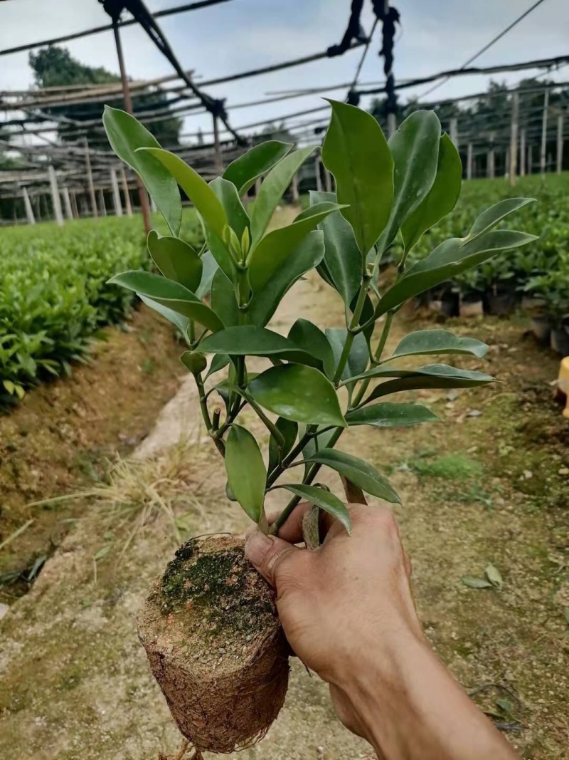 七斤袋非洲茉莉四芽以上种苗田头价，大量现货