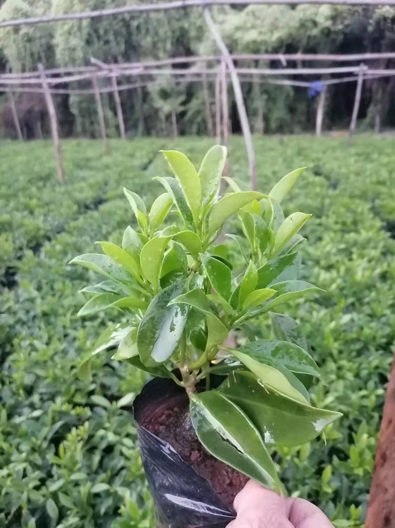 七斤袋非洲茉莉四芽以上种苗田头价，大量现货