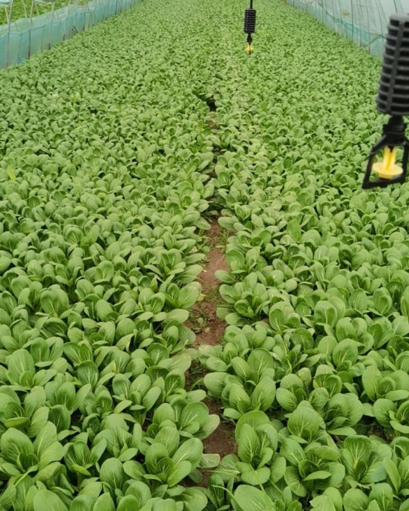 万亩蔬菜基地直供上海青