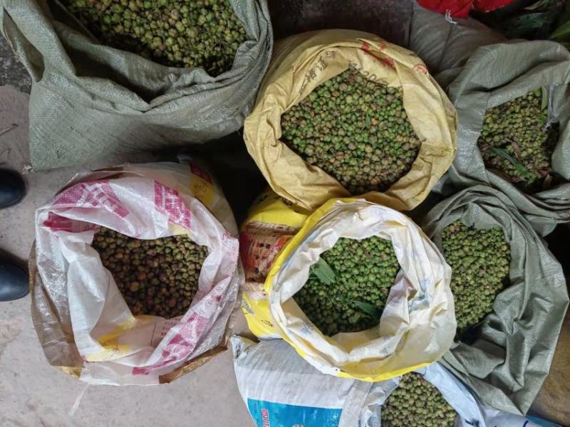 黄精种子，质量保证，期待与你合作鸡头甜黄精种子不倒苗川黄