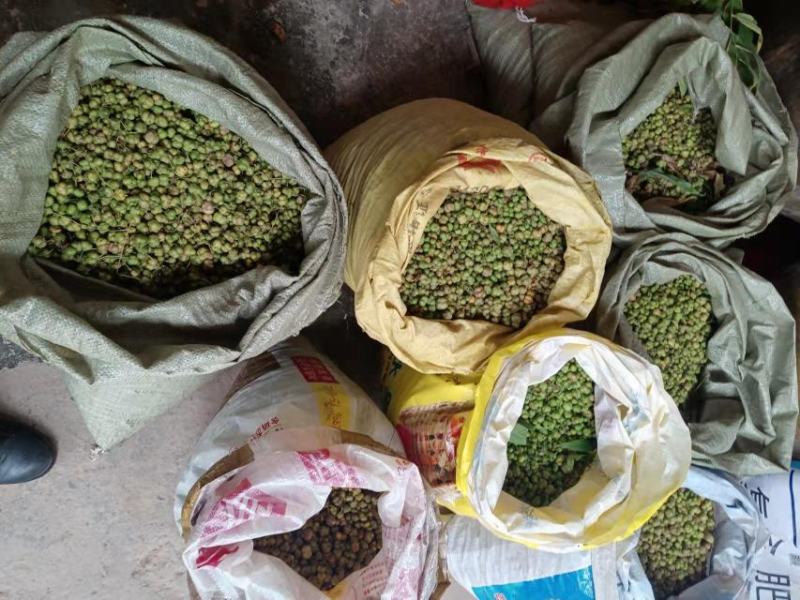 黄精种子，质量保证，期待与你合作鸡头甜黄精种子不倒苗川黄