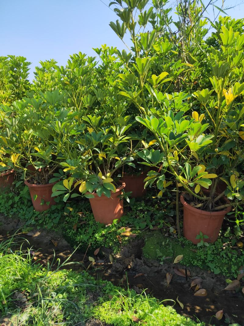 夹竹桃种植基地