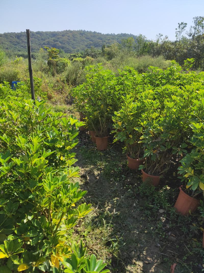 夹竹桃种植基地