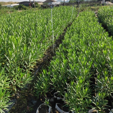 夹竹桃种植基地