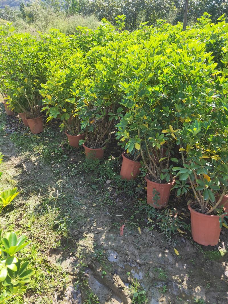 夹竹桃种植基地