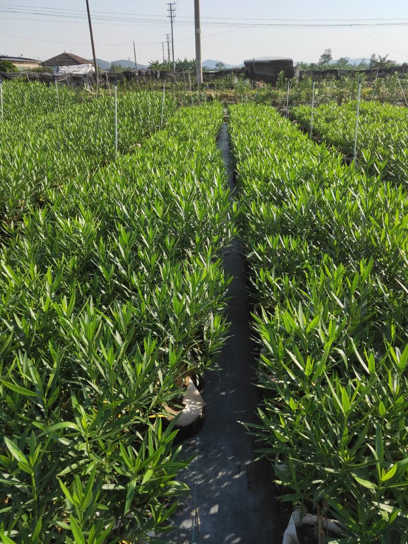 夹竹桃种植基地