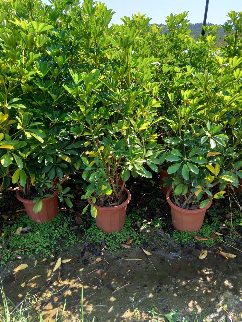 夹竹桃种植基地
