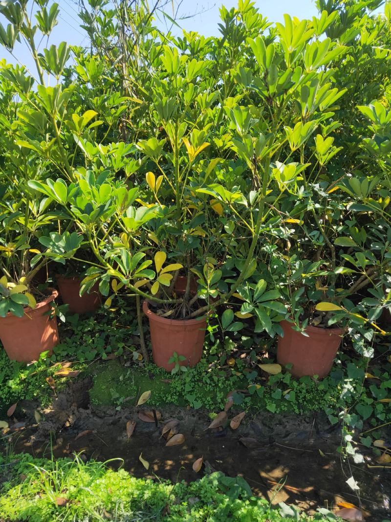 夹竹桃种植基地
