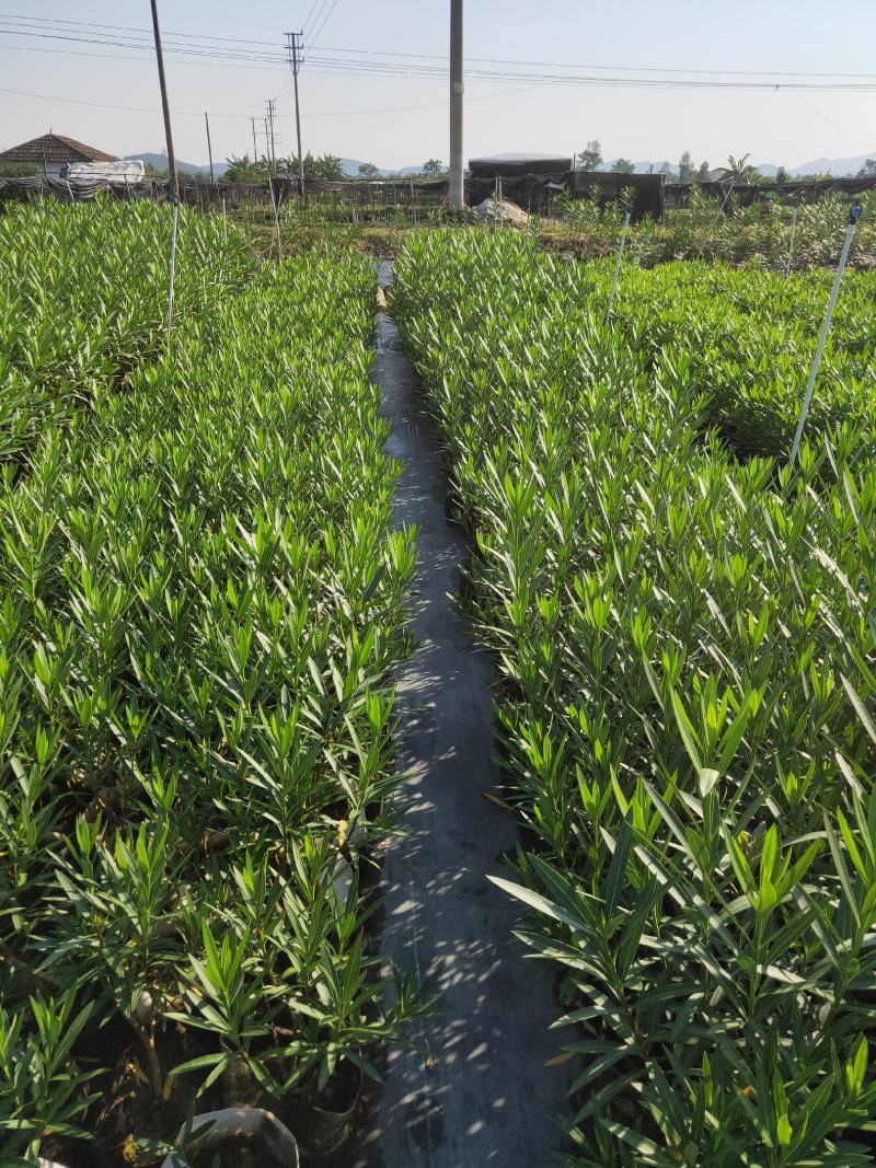 夹竹桃种植基地