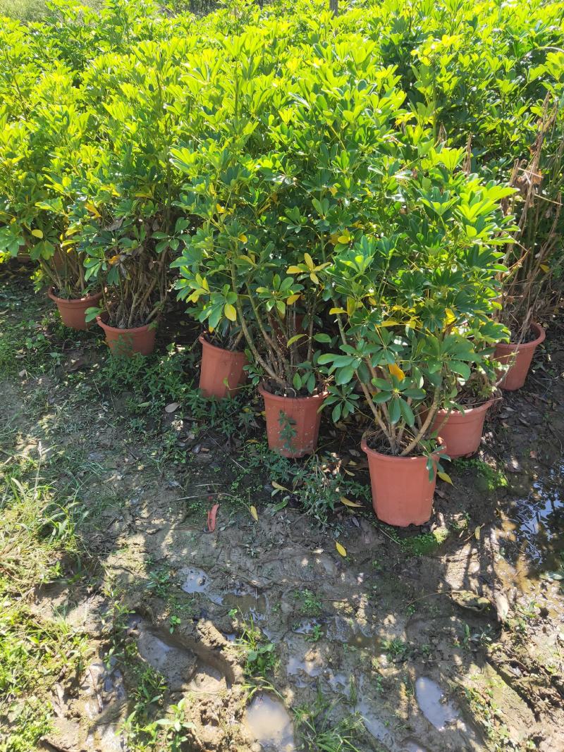 夹竹桃种植基地