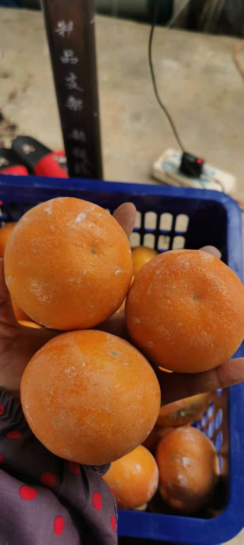 精品，沃柑果面干净个头大