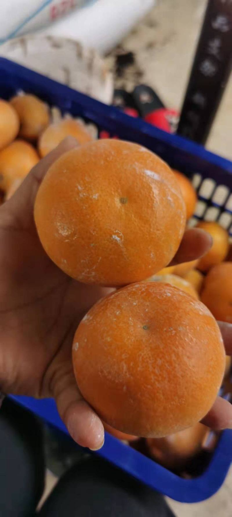 精品，沃柑果面干净个头大