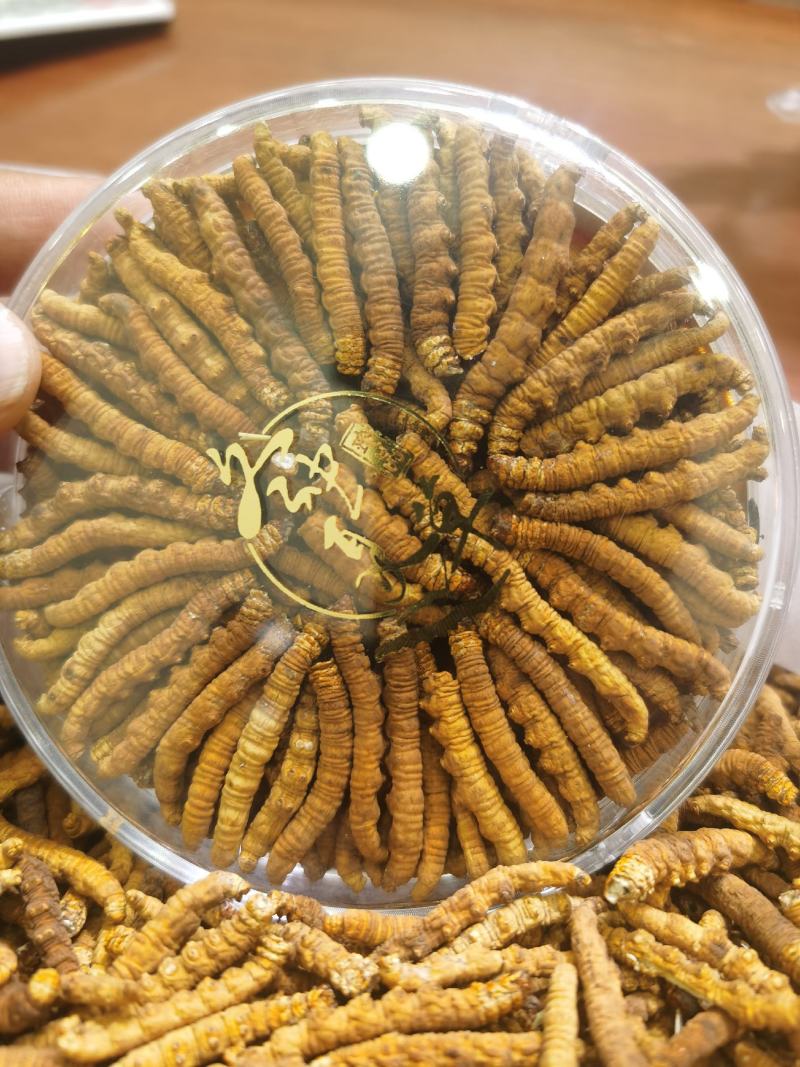 冬虫夏草无尾巴特大肉节自己吃经济划算