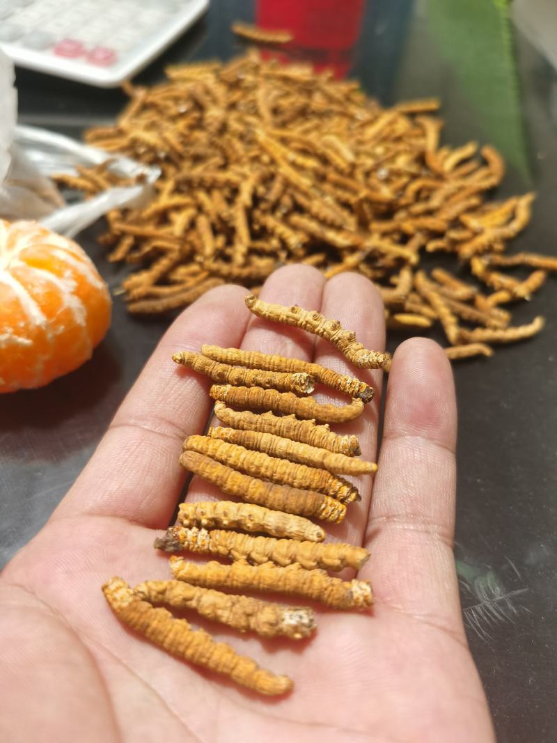 冬虫夏草无尾巴特大肉节自己吃经济划算